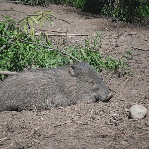 Collared Peccary