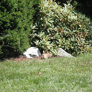 Rabbit in picnic area
