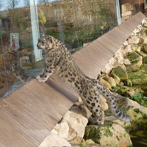 Snow Leopard, 17 October 2012