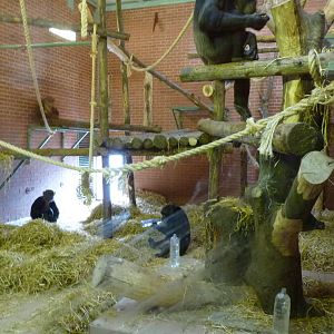 Chimp House, 17 October 2012