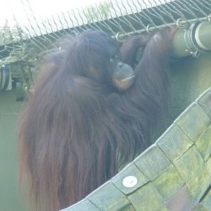 Bornean Orangutan, 16 October 2012