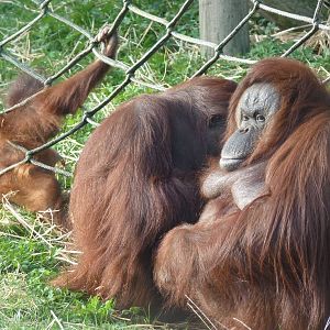 Bornean Orangutans, 17 October 2012
