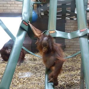 Bornean Orangutans, 17 October 2012