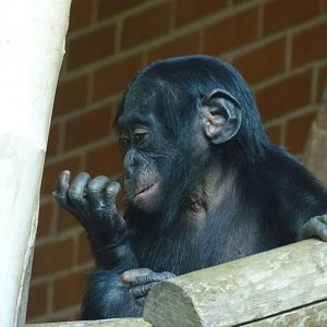 Bonobo infant, 17 October 2012