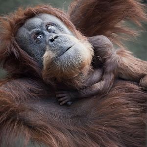 Sumatran Orang-Utan Mother and Son - 20/10/2012
