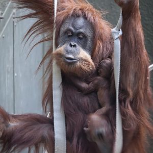 Sumatran Orang-Utan Mother and Son - 20/10/2012