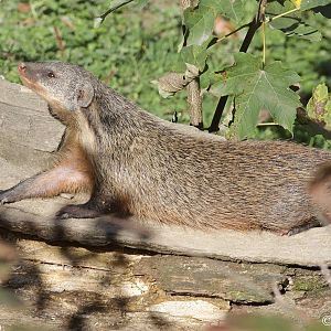 Gambian Mongoose (Mungos gambianus).