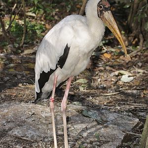 Milky Stork (Mycteria cinerea)