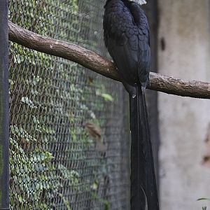 White-crested Hornbill (Tropicranus albocristatus)