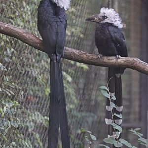 White-crested Hornbill (Tropicranus albocristatus) adult with young