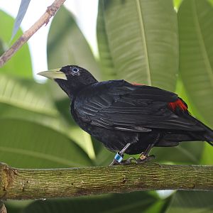 Red-rumped Cacique (Cacicus haemorrhous)