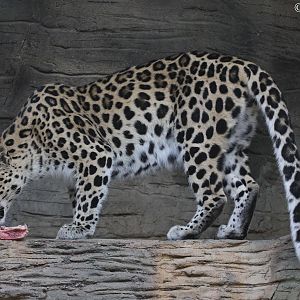 Amur leopard (Panthera pardus orientalis)