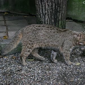 Amur Leopard Cat (Prionailurus bengalensis euptilura)
