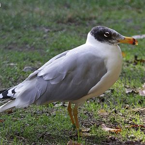 Great Black-headed Gull (Ichthyaetus ichthyaetus)