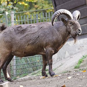 Daghestan Tur (Capra cylindricornis)