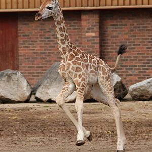 Rothschild Giraffe calf