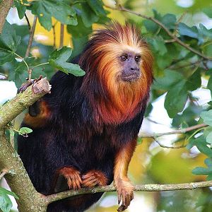 Golden Headed Lion Tamarin