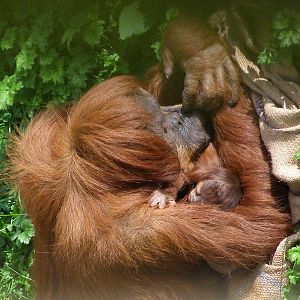 Sumatran Orangutan Emma and newborn..