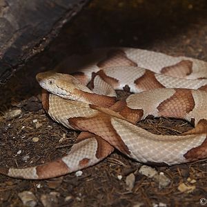 Broad-banded Copperhead (Agkistrodon contortrix laticinctus)