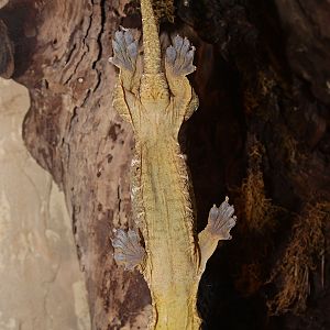 Henkel's Leaf-Tailed Gecko (Uroplatus henkeli)