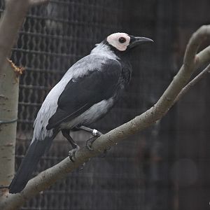 Coleto (Sarcops calvus)