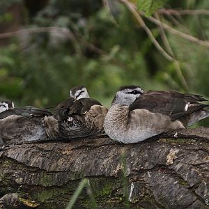 Cotton Pygmy Gooses (Nettapus coromandelianus)