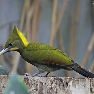 Greater Yellownape (Picus flavinucha)