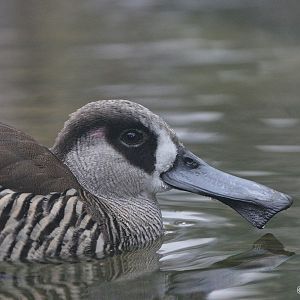 Pink-eared Duck (Malacorhynchus membranaceus)