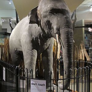 Rajah the Elephant - Auckland Museum