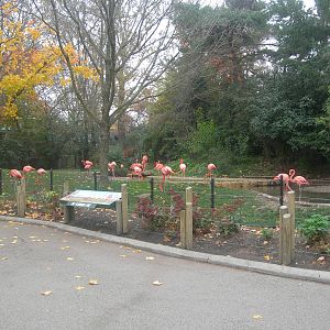 Flamingo Exhibit