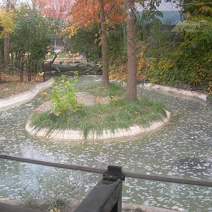 American Alligator Exhibit