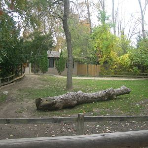 Aldabra tortoise Exhibit