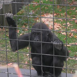 Baby Gorilla