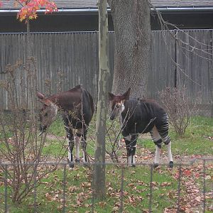 Baby Okapi with Mom