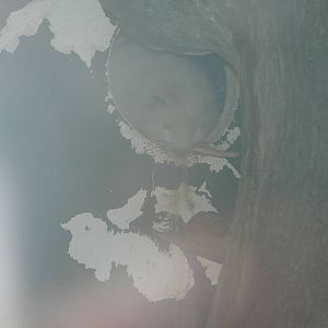 Slender Tailed Cloud Rat