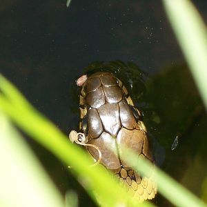 grass snake