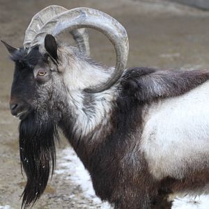 (mashhad zoo)bezoar goat