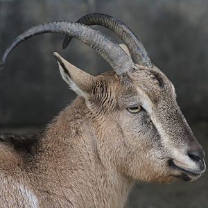 bezoar goat(mashhad zoo)