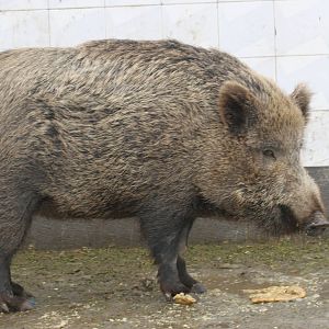 wild boar (mashhad zoo)