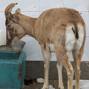 urial sheeps(mashhad zoo)2
