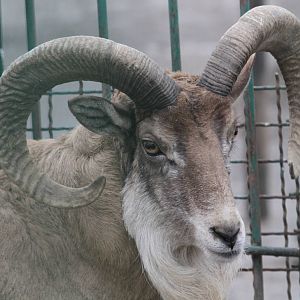 urial sheeps (mashhad zoo)