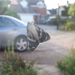 red underwing moth on window