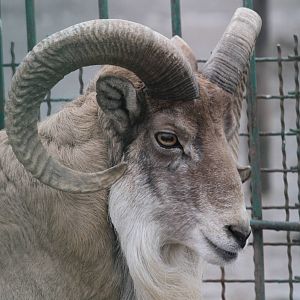 (mashhad zoo)urial sheeps