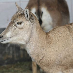 urial sheeps(mashhad zoo)