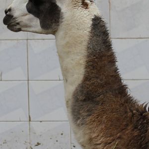 lama(mashhad zoo)1