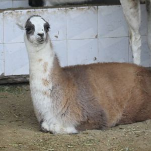 lama(mashhad zoo)