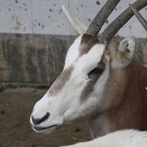 oryx dammah(mashhad zoo)1