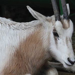 oryx dammah(mashhad zoo)5