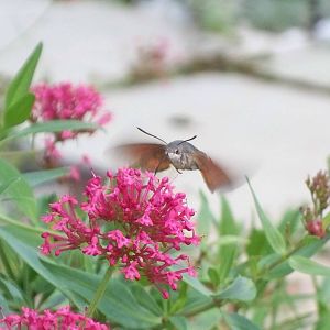 humming bird hawlmoth