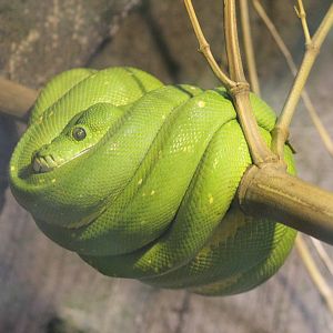 Green tree python